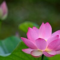 蓮の花